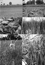 Assessing the use of multiseason QuickBird imagery for mapping invasive species in a Lake Erie coastal Marsh