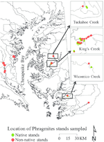 Inventory and Ventilation Efficiency of Nonnative and Native *Phragmites australis* (Common Reed) in Tidal Wetlands of the Chesapeake Bay